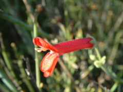 Gambelia juncea