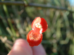 Gambelia juncea