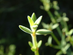 Gambelia juncea