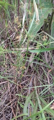 Cyperus prolifer image