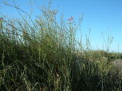 Gambelia juncea