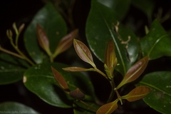 Rhysotoechia bifoliolata