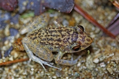 Eleutherodactylus simulans