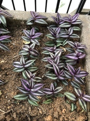 Tradescantia zebrina