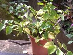 Peperomia scandens