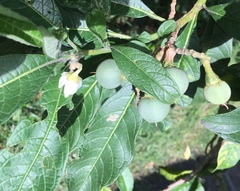 Solanum oblongifolium