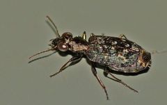 Scopodes