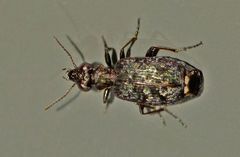 Scopodes