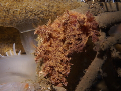 Dendronotus europaeus
