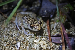 Eleutherodactylus simulans