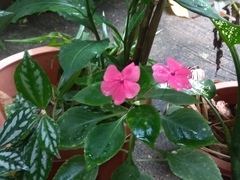 Impatiens walleriana