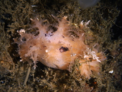 Dendronotus europaeus