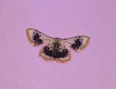 Idaea macrospila