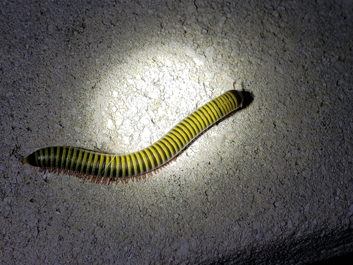 Bumblebee Millipede photo 5