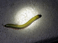 Anadenobolus monilicornis image
