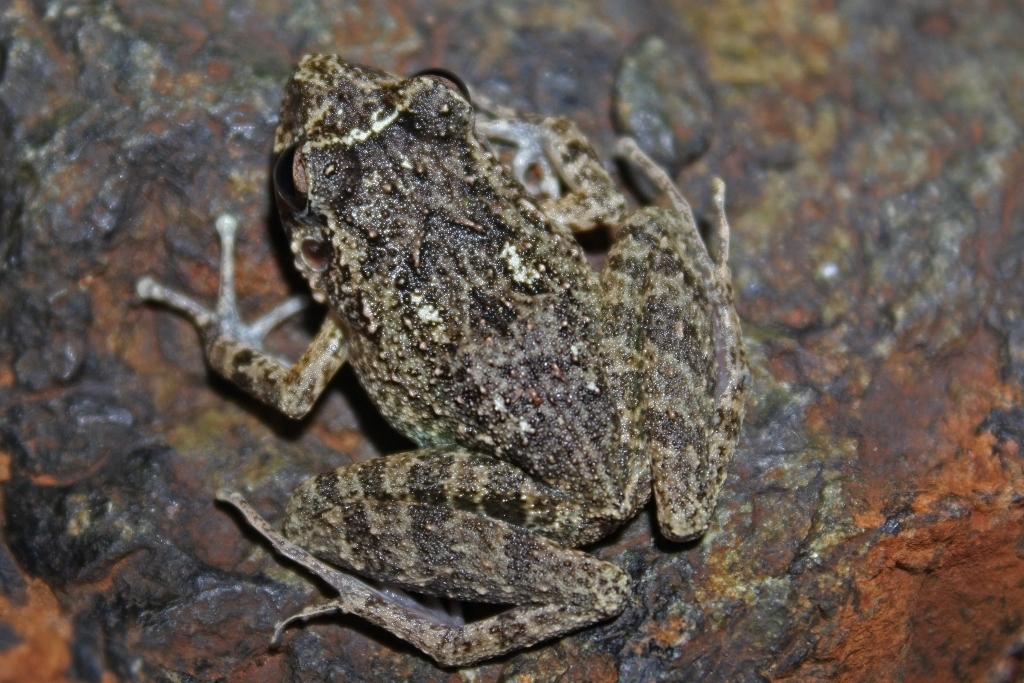 Eleutherodactylus cuneatus (Herps of Eastern Cuba) · iNaturalist