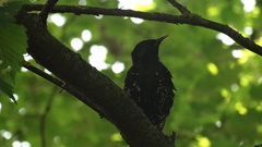 Sturnus vulgaris