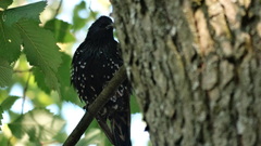 Sturnus vulgaris