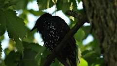 Sturnus vulgaris