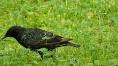 Sturnus vulgaris