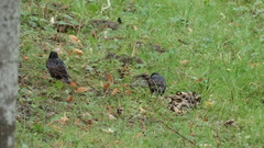 Sturnus vulgaris
