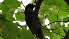 Sturnus vulgaris