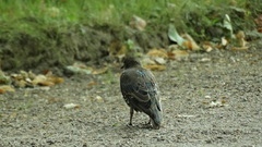 Sturnus vulgaris