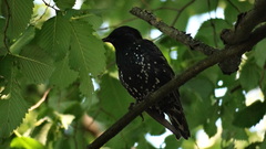 Sturnus vulgaris