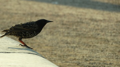 Sturnus vulgaris