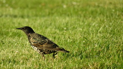 Sturnus vulgaris