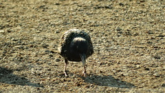Sturnus vulgaris