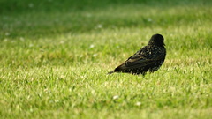 Sturnus vulgaris