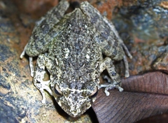 Eleutherodactylus cuneatus