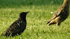 Sturnus vulgaris