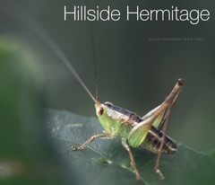 Conocephalus signatus