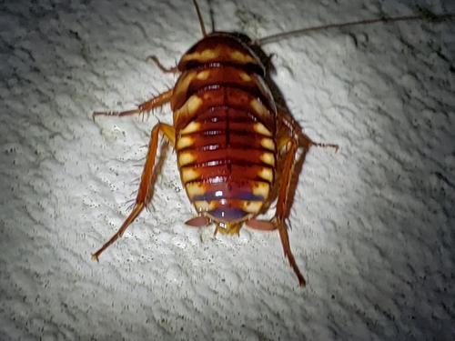 Blattidae image