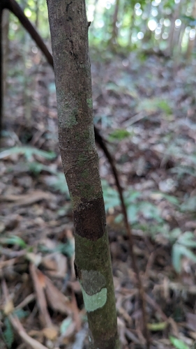 Image of Cryptocarya glaucescens by no rights reserved