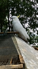 Cacatua galerita galerita
