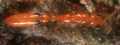 Pseudomyrmex simplex