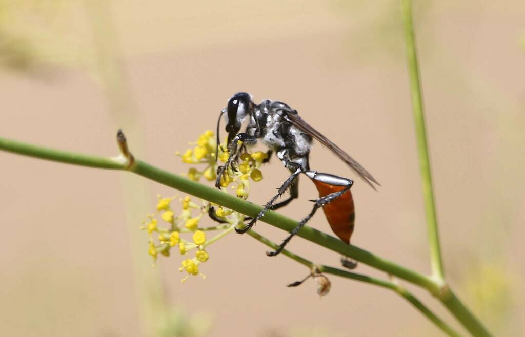 Prionyx viduatus