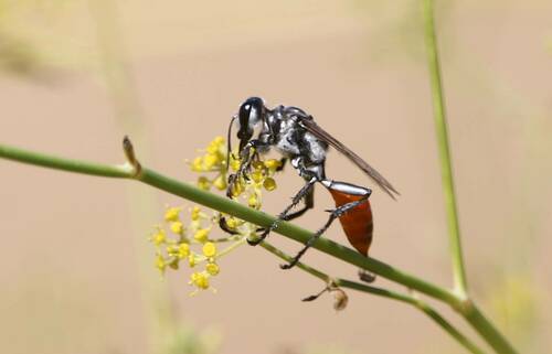 Prionyx viduatus