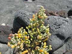 Tetraena fontanesii image