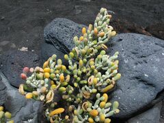 Tetraena fontanesii image