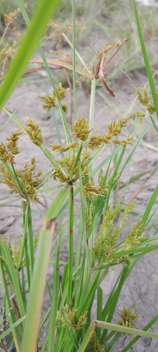 Cyperus iria image