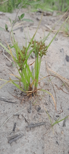 Cyperus rotundus image