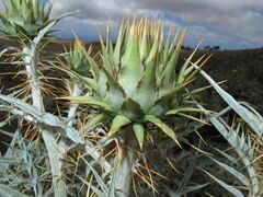 Cynara cardunculus image