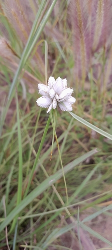 Cyperus niveus image