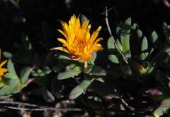 Lampranthus glaucus