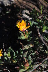 Lampranthus glaucus