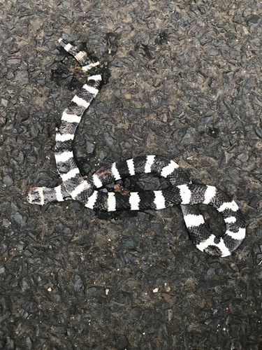 Eastern Bandy Bandy sighting